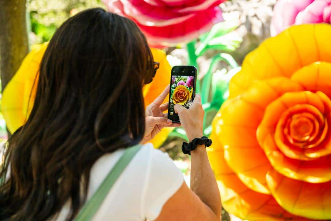 Becky taking pics of the larger than life flowers at Gilroy Gardens
