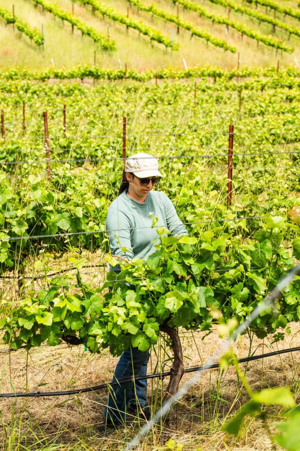 Megan Bell working in her Santa Cruz vineyard