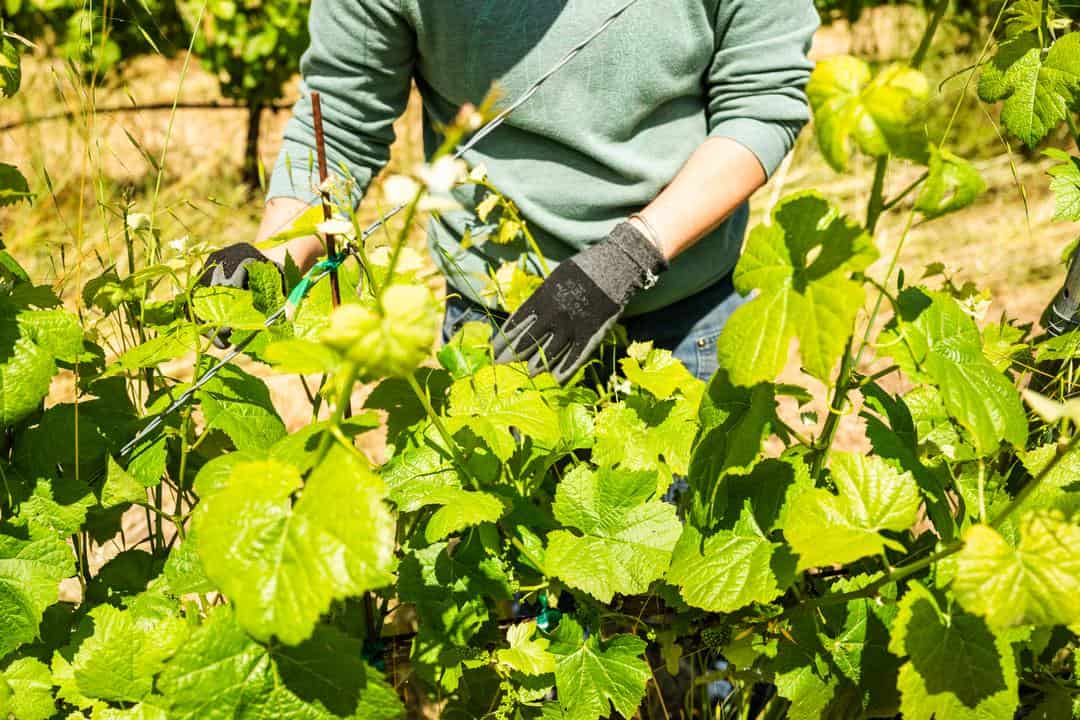 woman wearing gloves while tending to the vineyard 