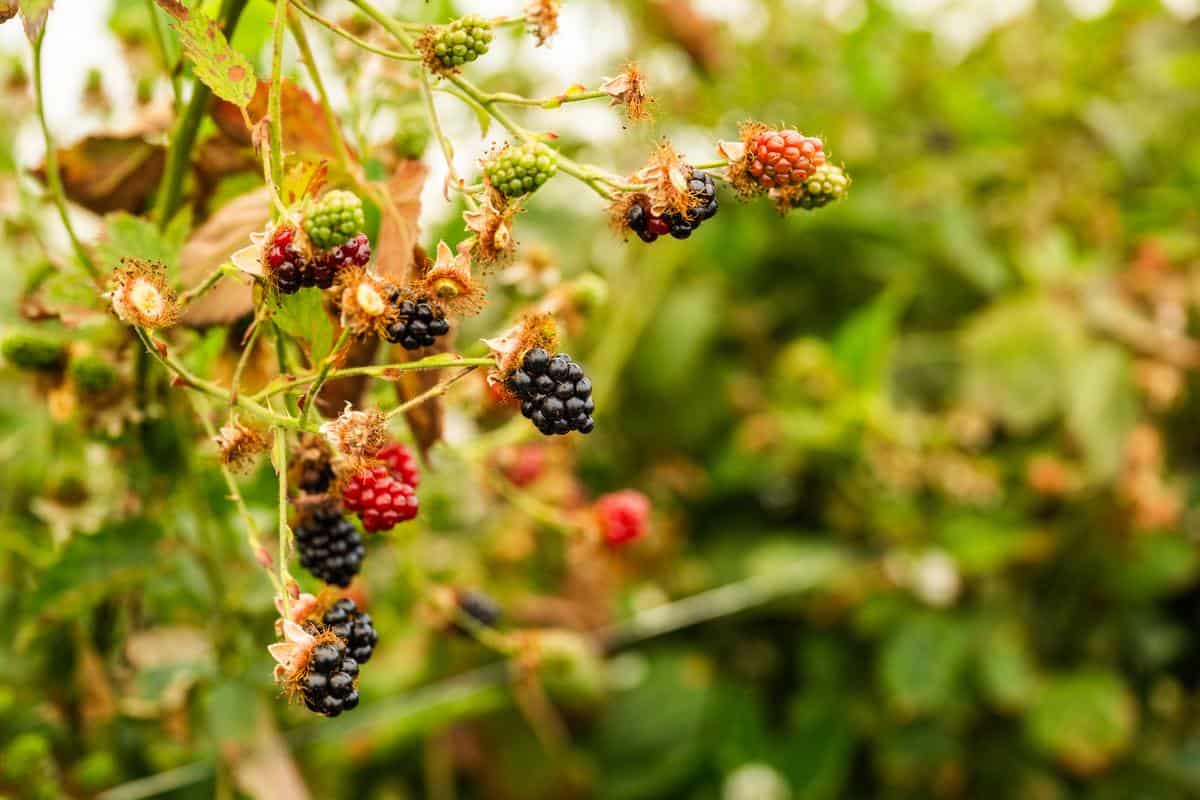 vine with ripe and unripe blackberries