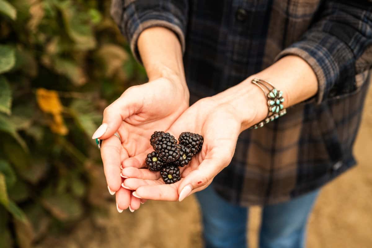 woman holding freshly picked blackberries