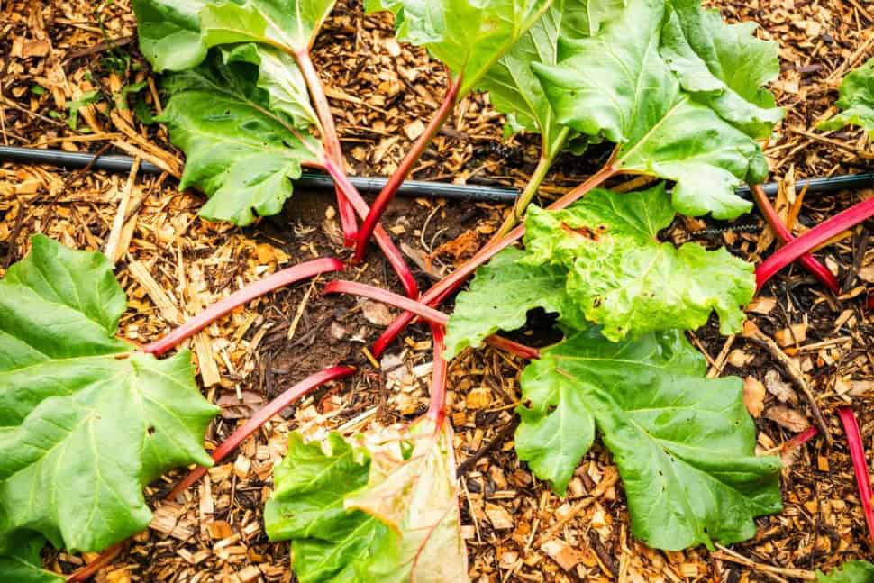 Is Rhubarb Poisonous and Everything Else You Need To Know - California ...