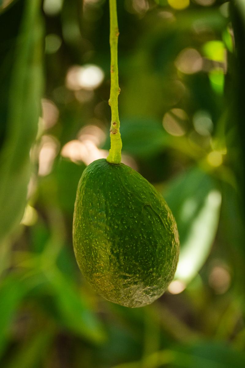 avocado growing at King and King ranch in Fillmore CA