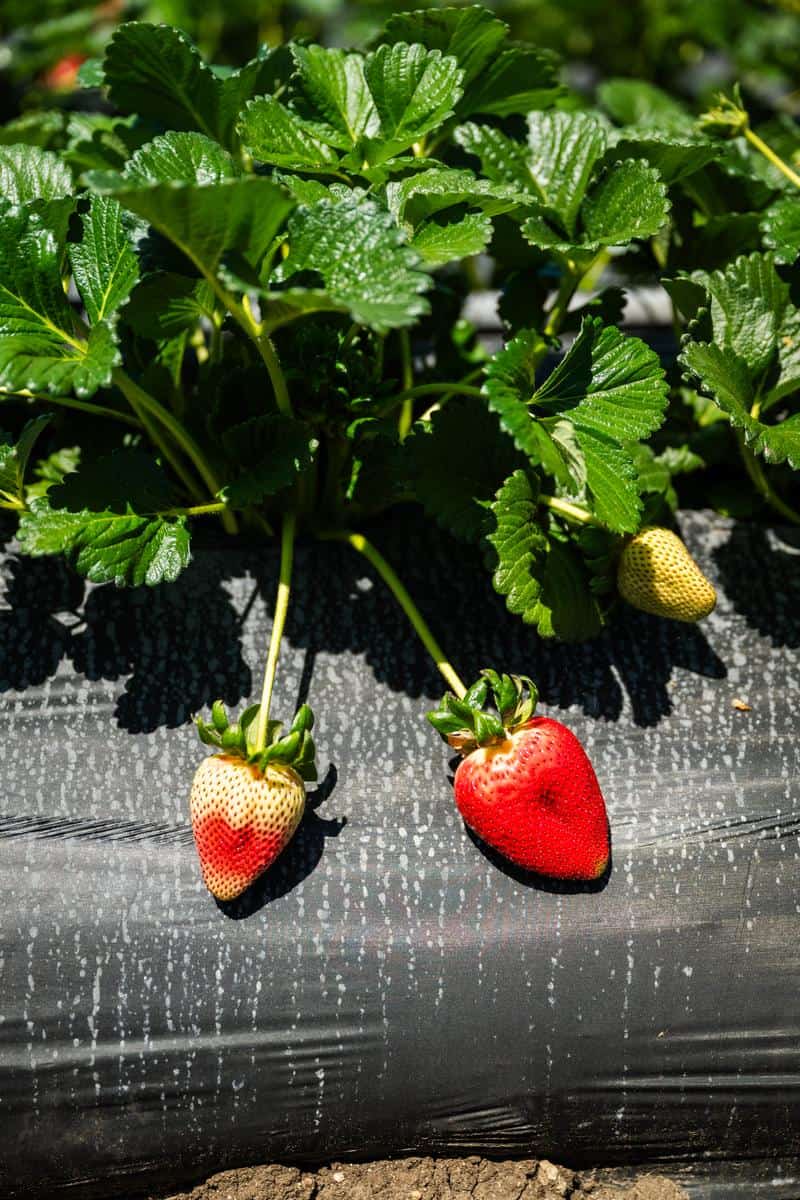 ripening strawberries in the field at underwood family farms in moorpark