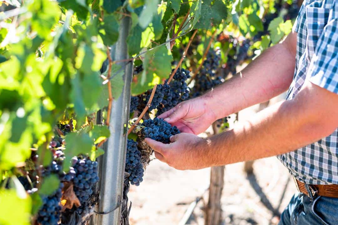 vintner inspecting wine grapes at a Paso Robles winery (Vina Robles)