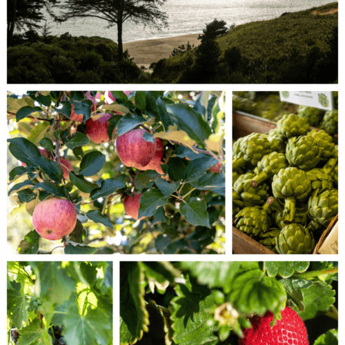 What grows in Santa Cruz County?