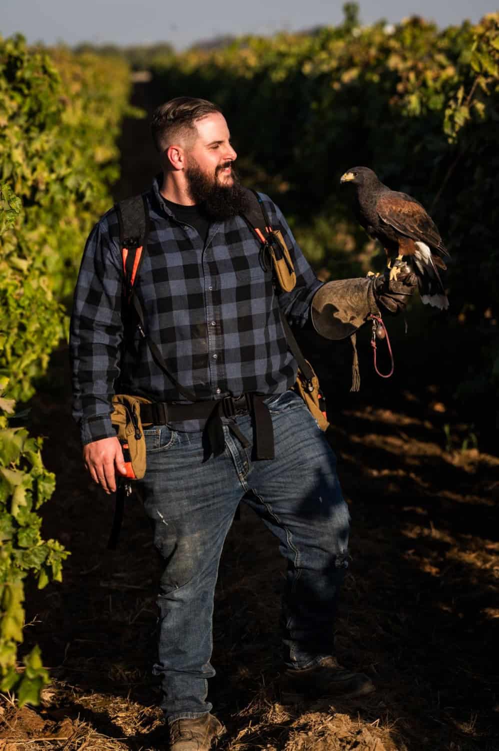 falconer Tony Pantaleo with a Harris Hawk in vineyard