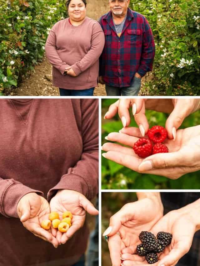 Golden Raspberries: The Most Unique Raspberry Farm in California