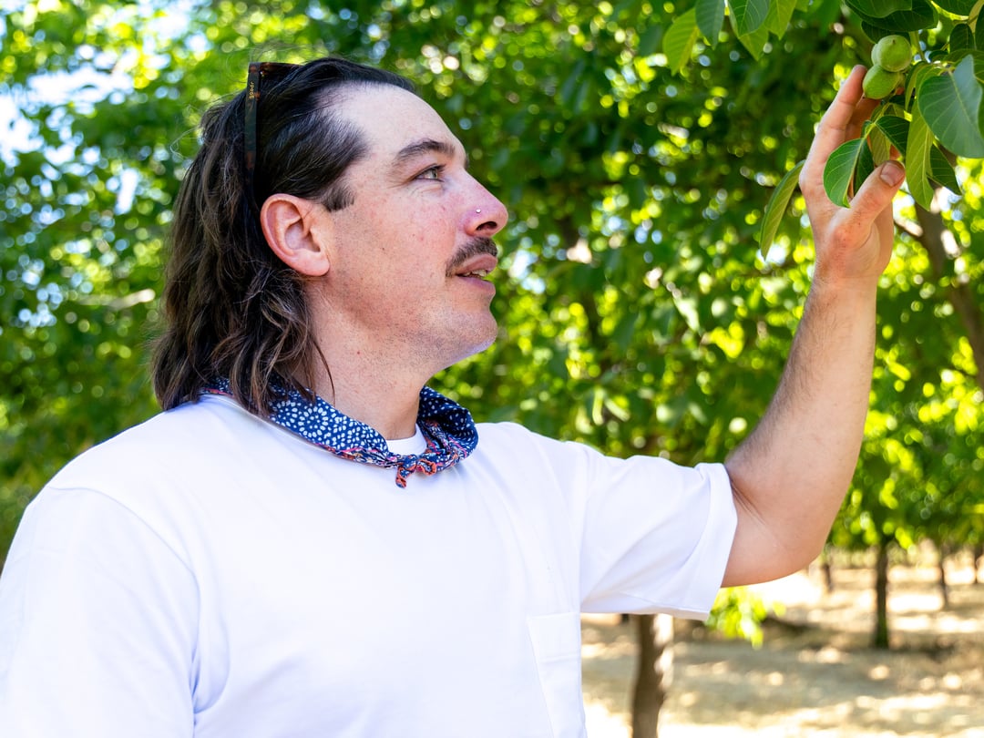 Sean McNamara checking on the progress of his regenerative, organic walnuts in Winters, CA