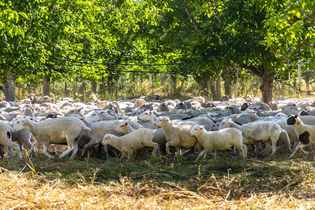 Sheep running through the orchard rows at Sierra Orchards