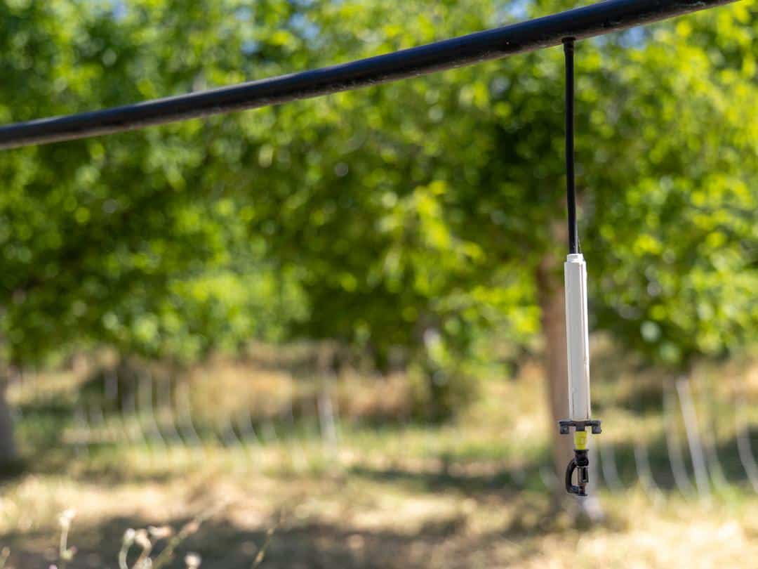 hanging microsprinklers at Sierra Orchards in Winters, CA