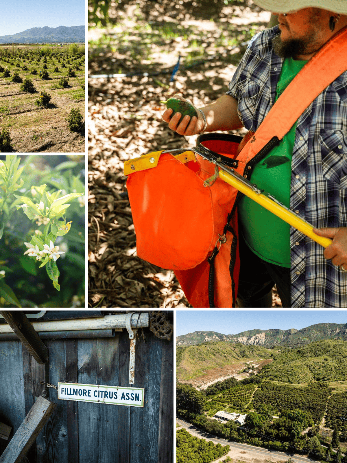 King and King Ranch: More Than a Century of Agriculture in Ventura County