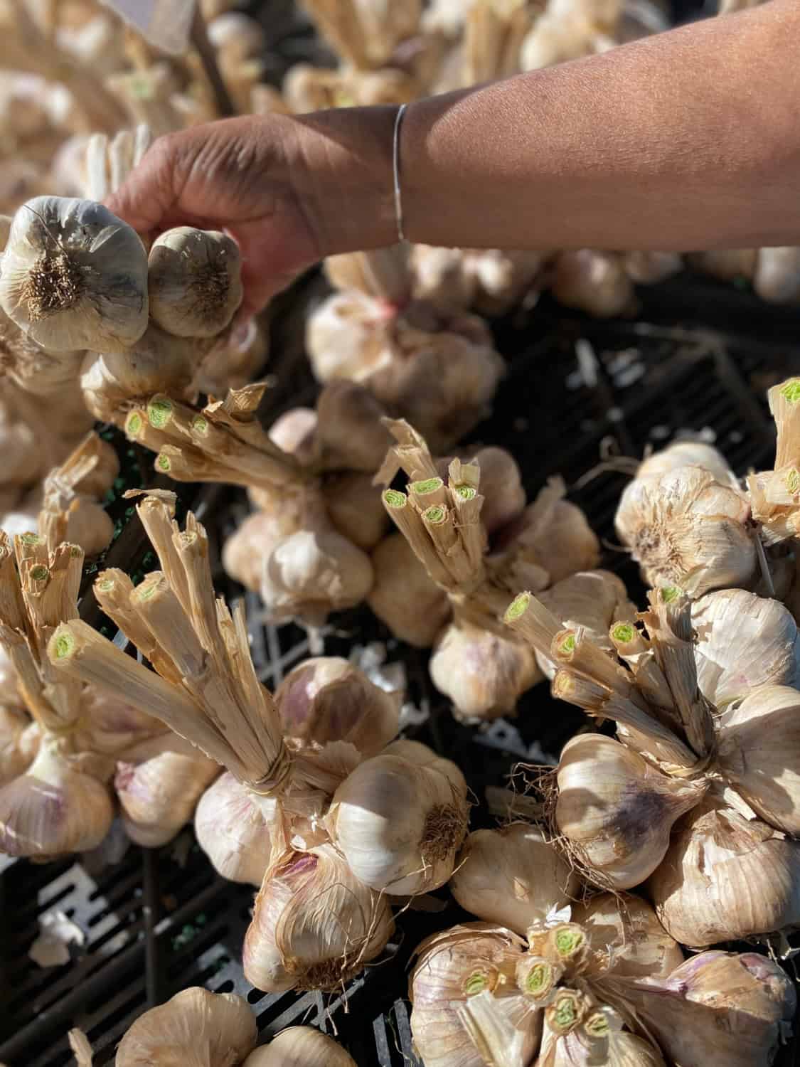 womans hand holding two bunches of garlic