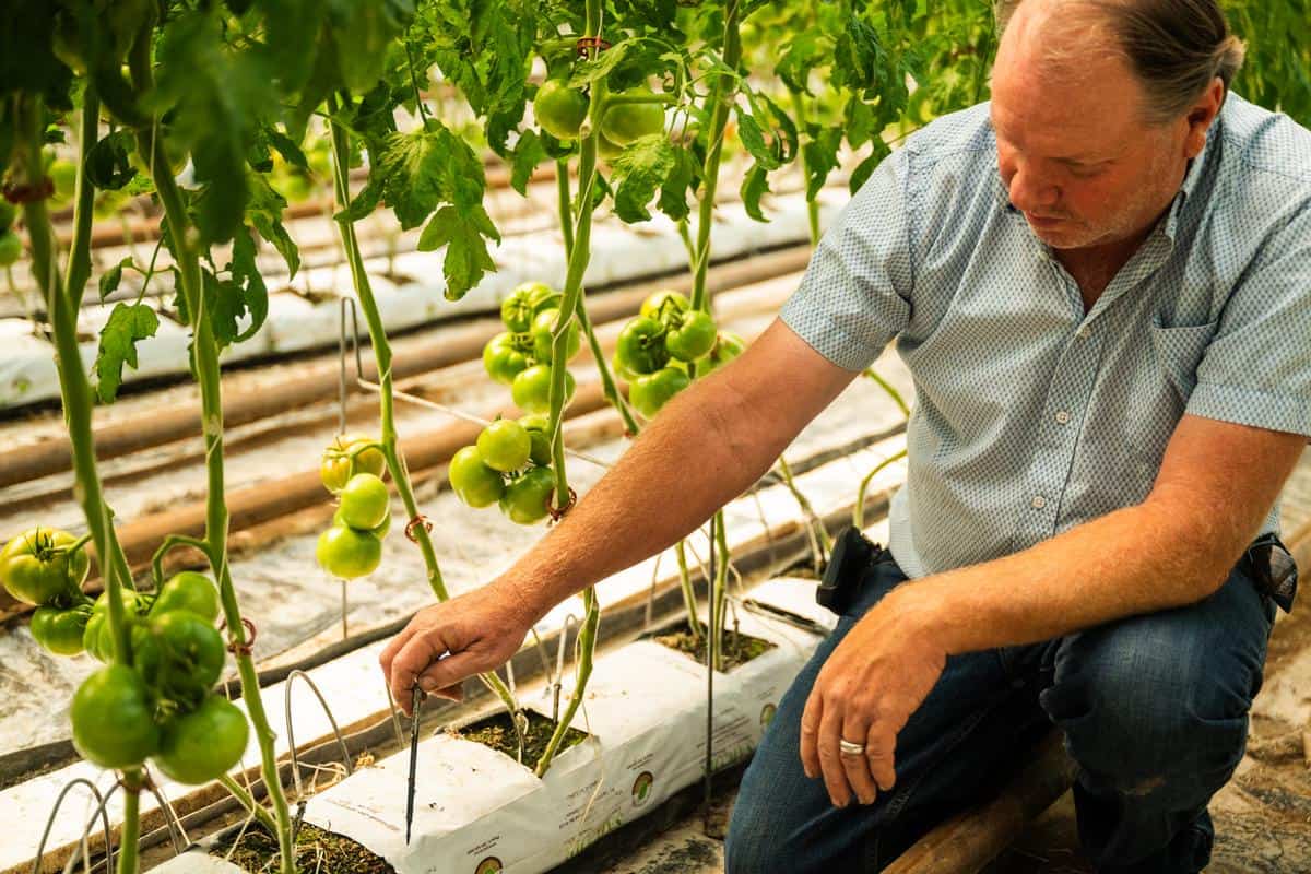 farmer Scott Beylik adjusts a drip sprinkler in his hydroponic tomato hothouse