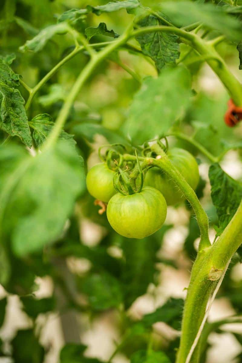 green tomatoes growing on a vine