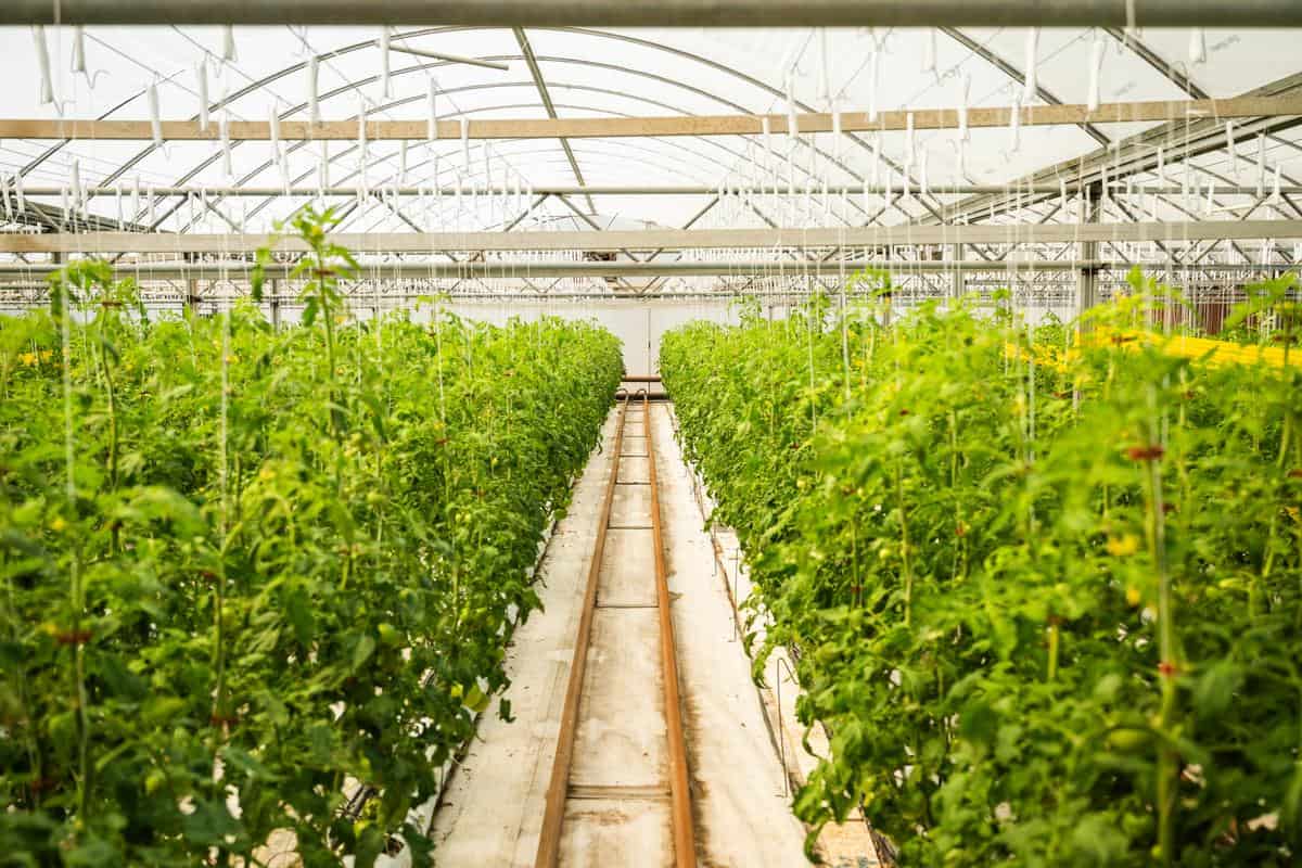 greenhouses full of growing tomato vines at Beylik Farms in Fillmore