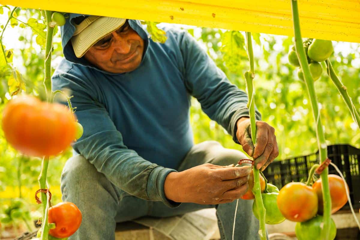 farmworker ties the tomato vines at beylik family farms