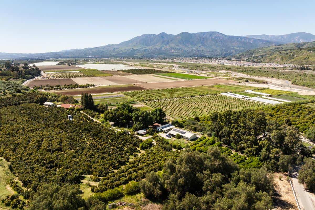 Drone shot of citrus and avocado orchards at King and King Ranch