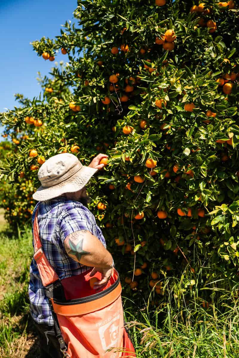 Lan King picks tangerines at King and King Ranch