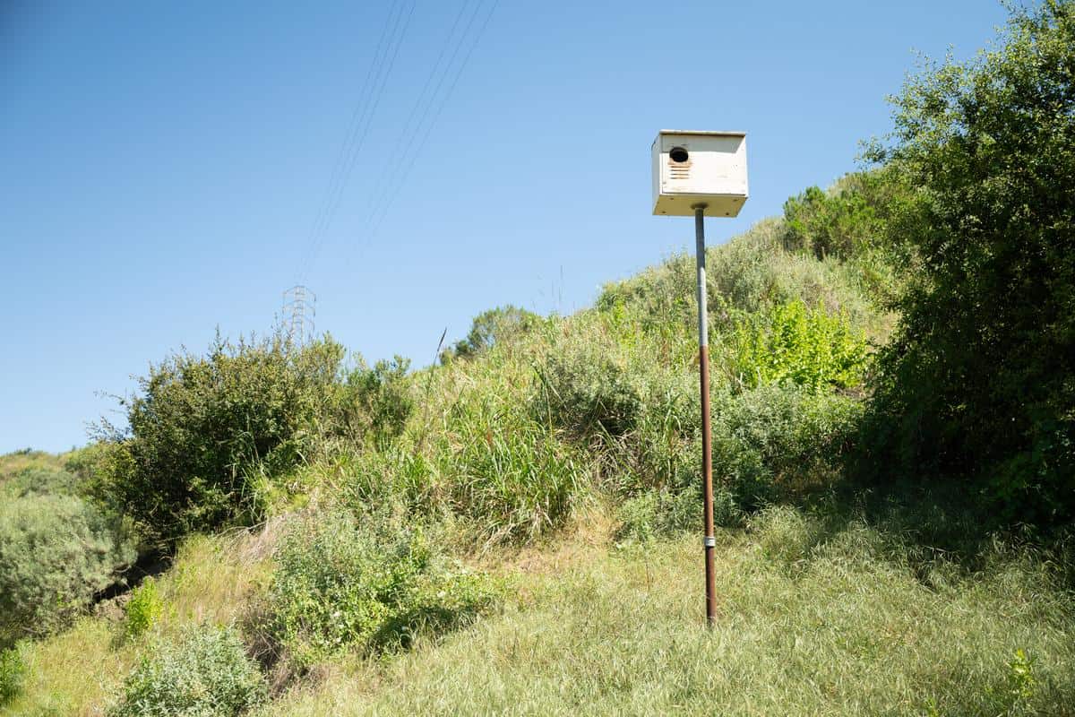 birdhouse mounted in orange groves at king and king ranch