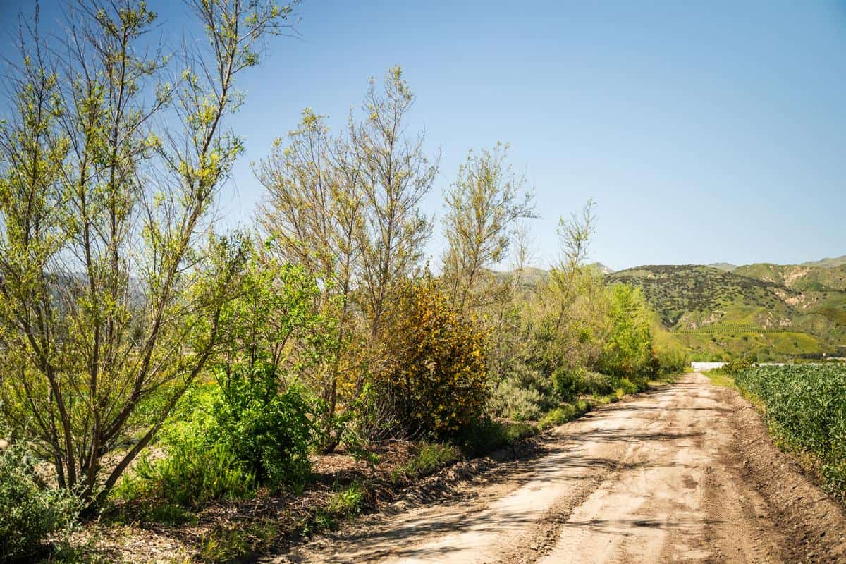 native hedgerow planted for wind protection at king and king ranch