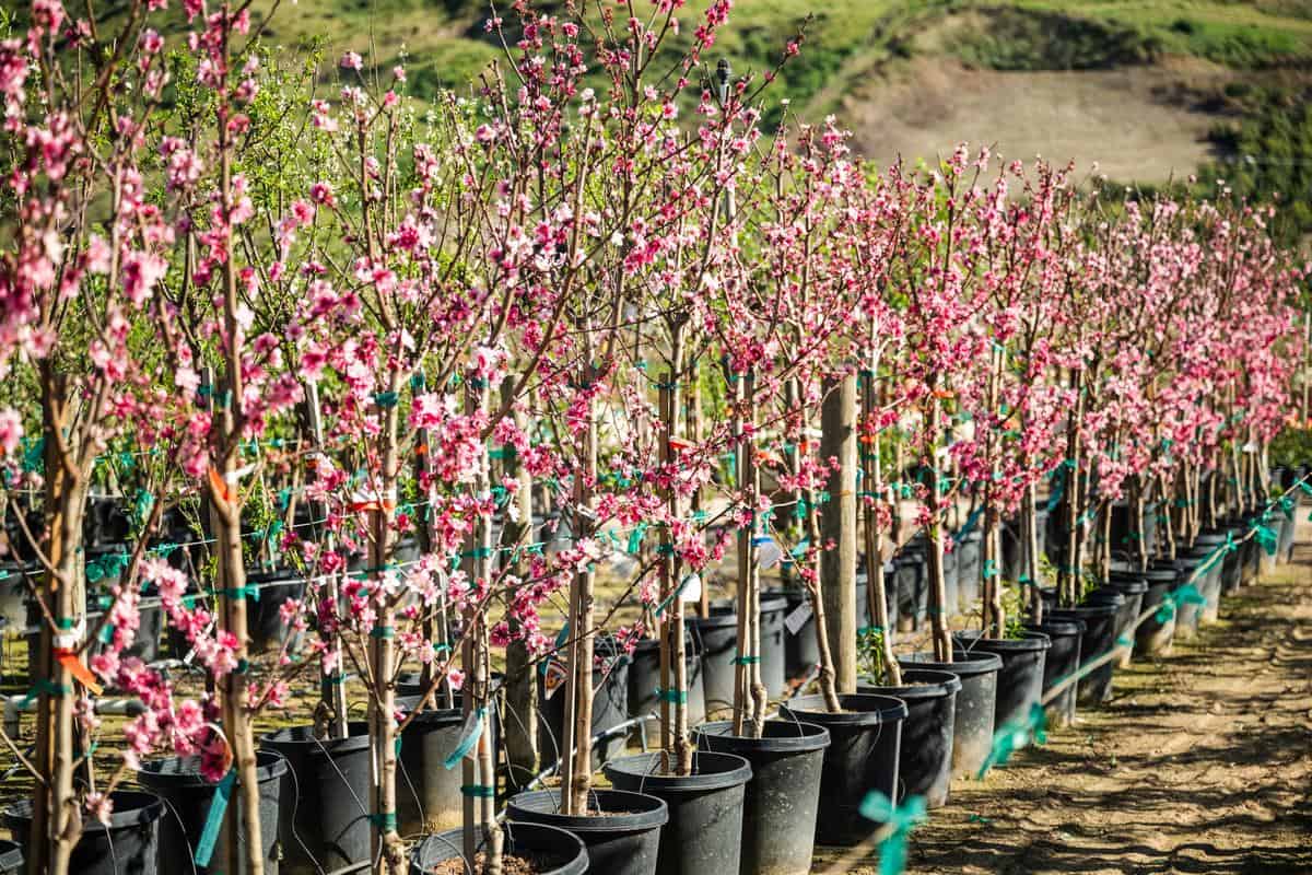 small potted fruit trees in bloom