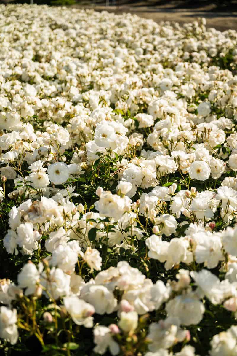 field of florabunda roses at Otto and Sons nursery