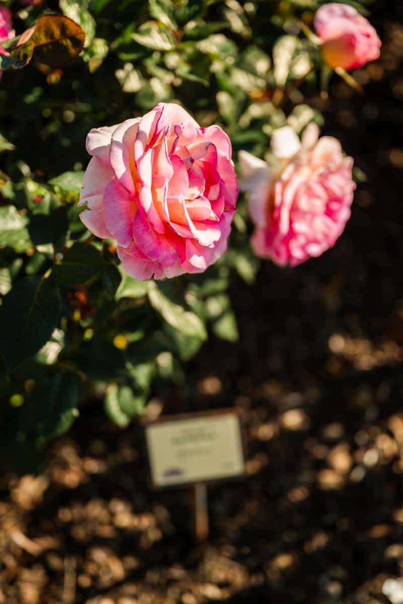 pink rose growing at otto and sons