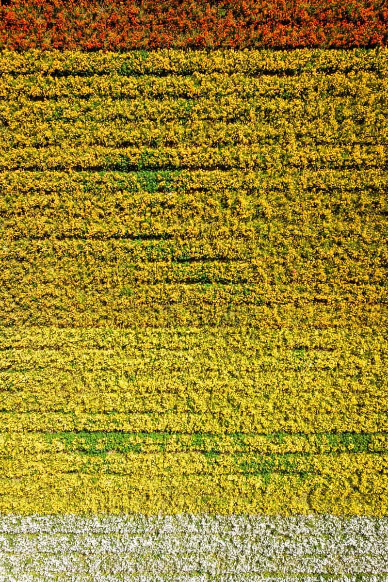drone overhead photo of yellow, white, and orange flower fields