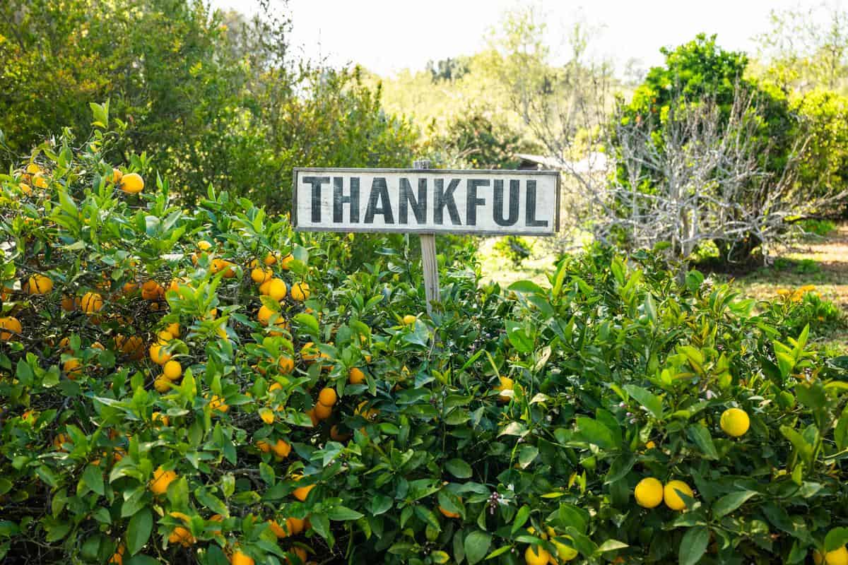 thankful sign above an orange and lemon tree at Thorne Family Farm in Malibu