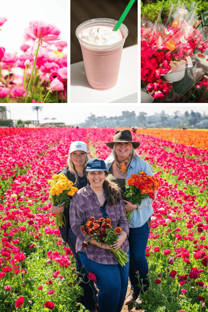 The Flower Fields: A Tapestry of Color Along the California Coast