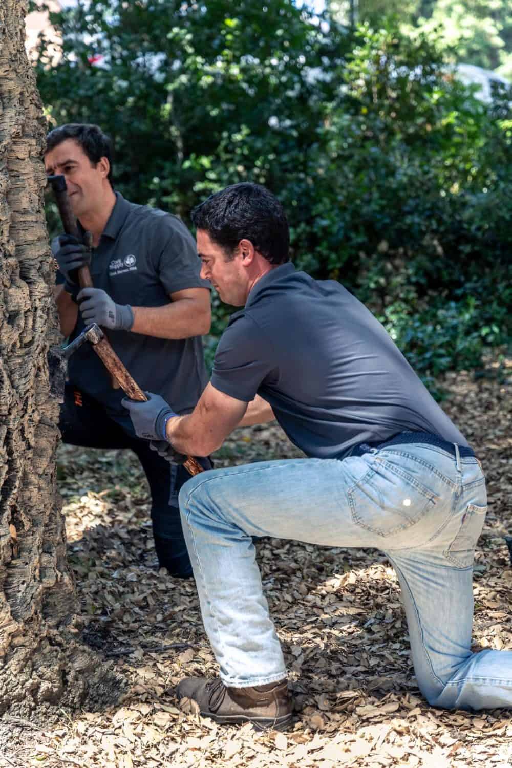 Two men harvesting cork from a cork tree
