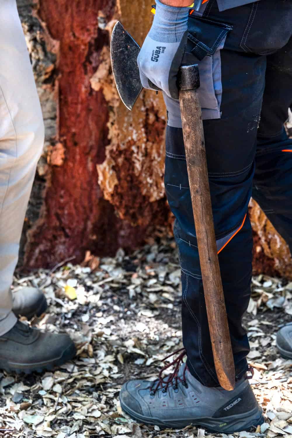 man holding an ex used to harvest cork