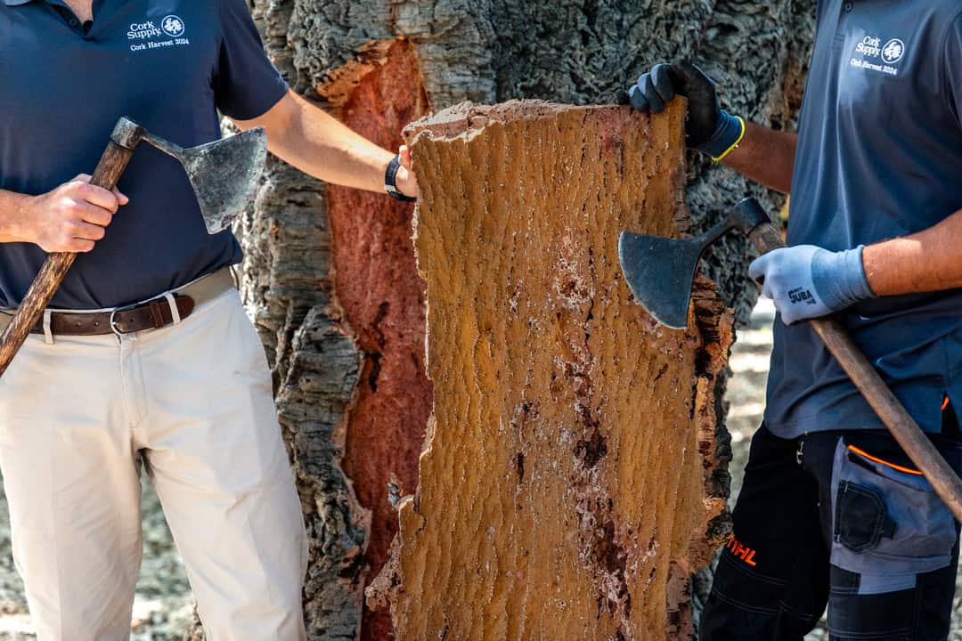 two men holding freshly harvested cork