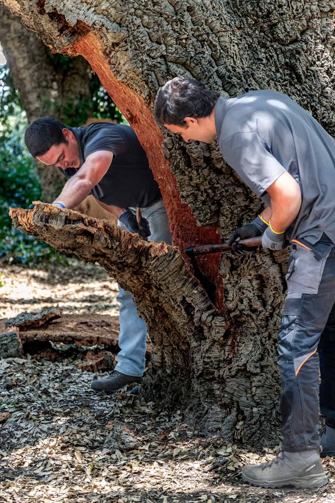 What is cork and how is it harvested?