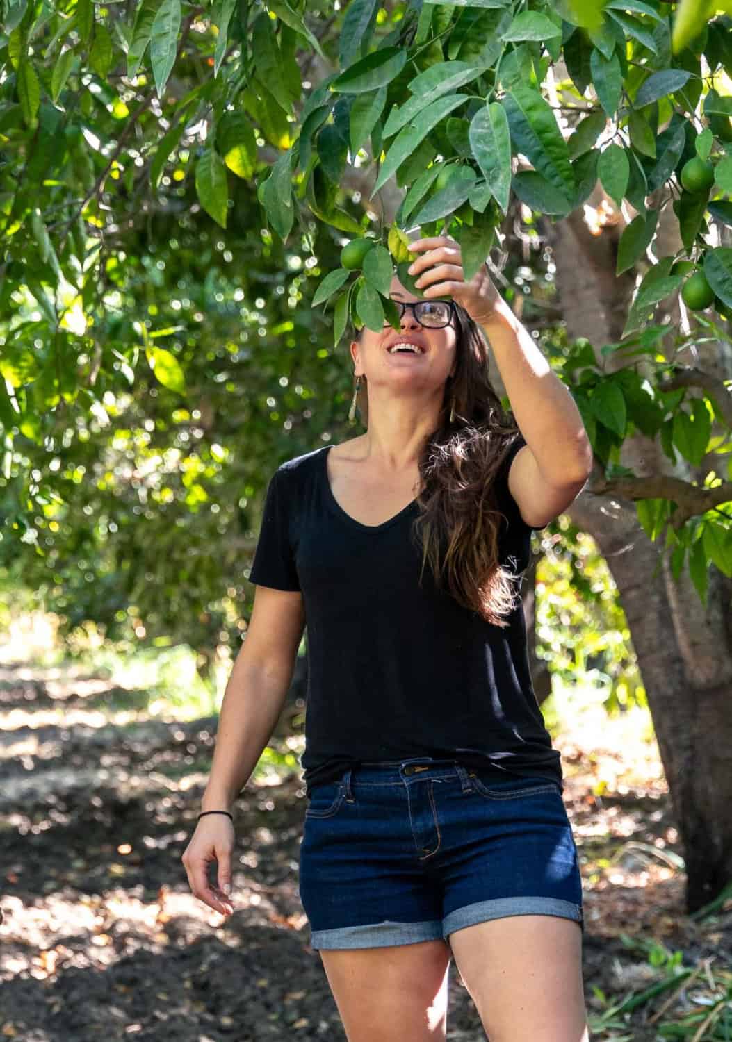 Claire main inspecting the citrus orchard