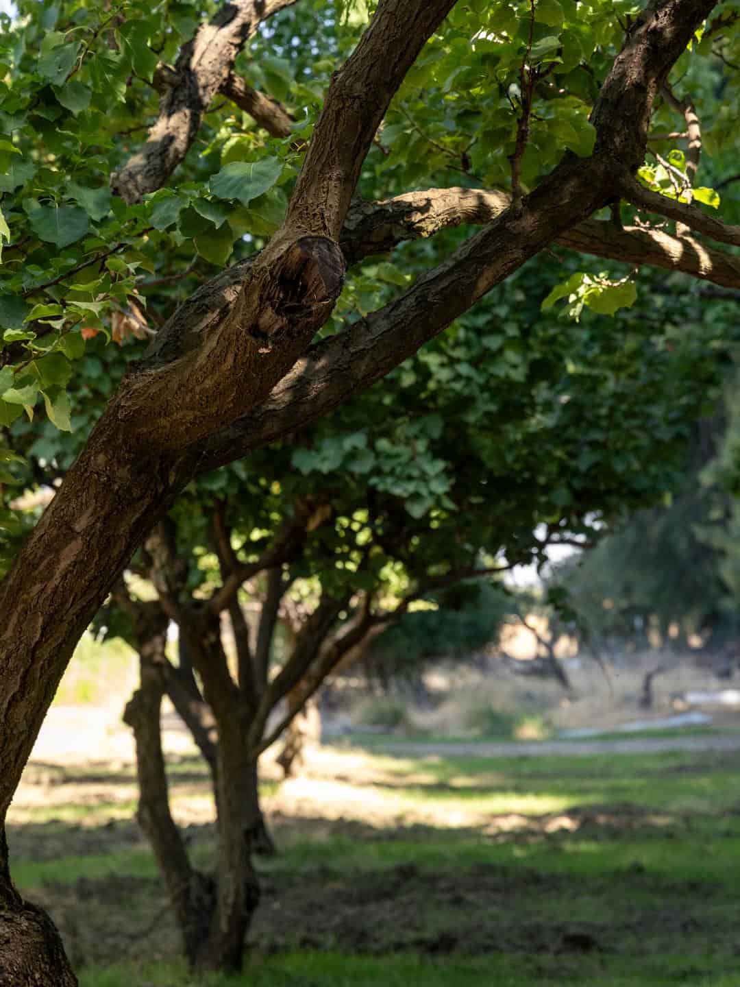 orchard of trees in shade