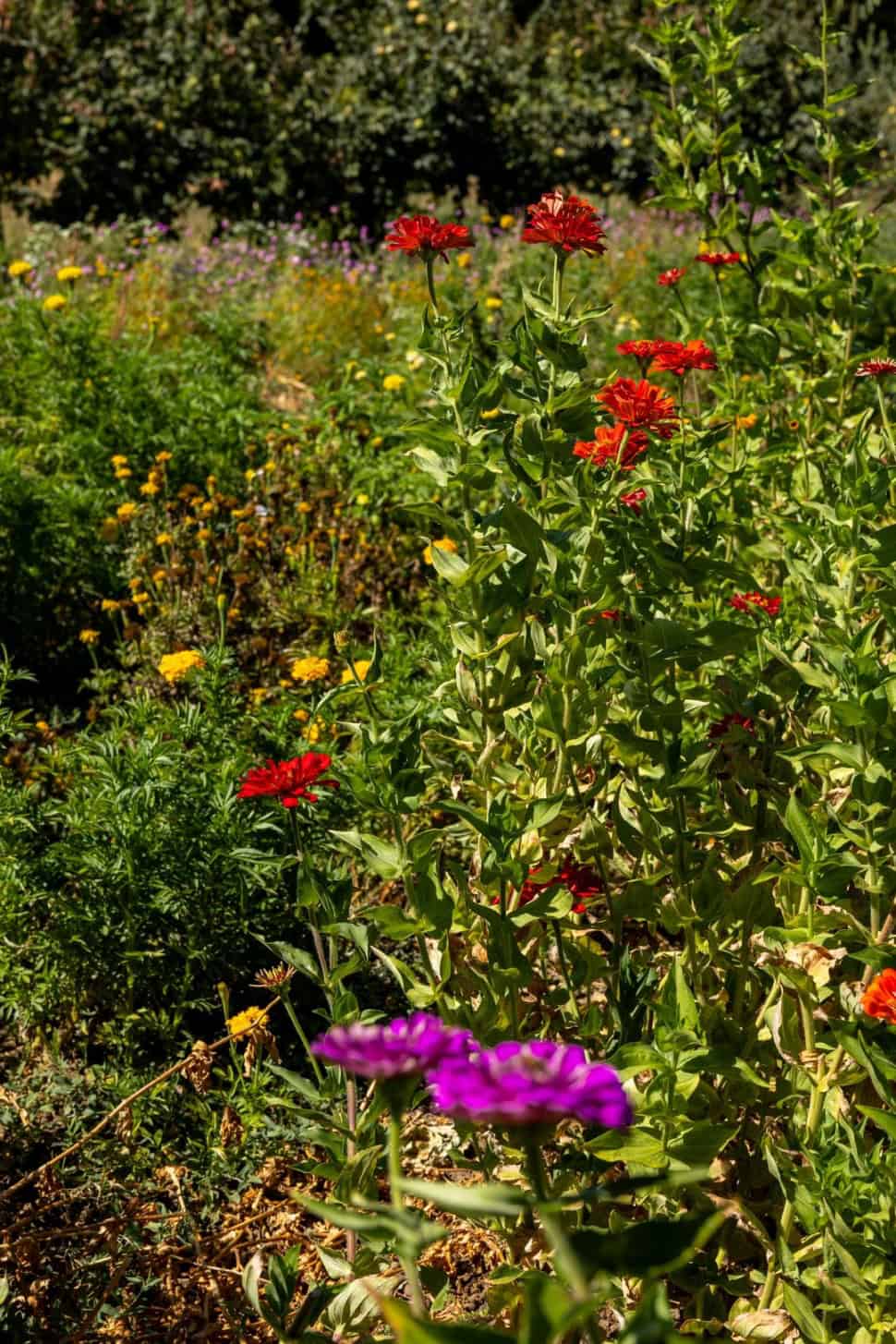Humus Farm Good Humus: Farming the Old-Fashioned Way