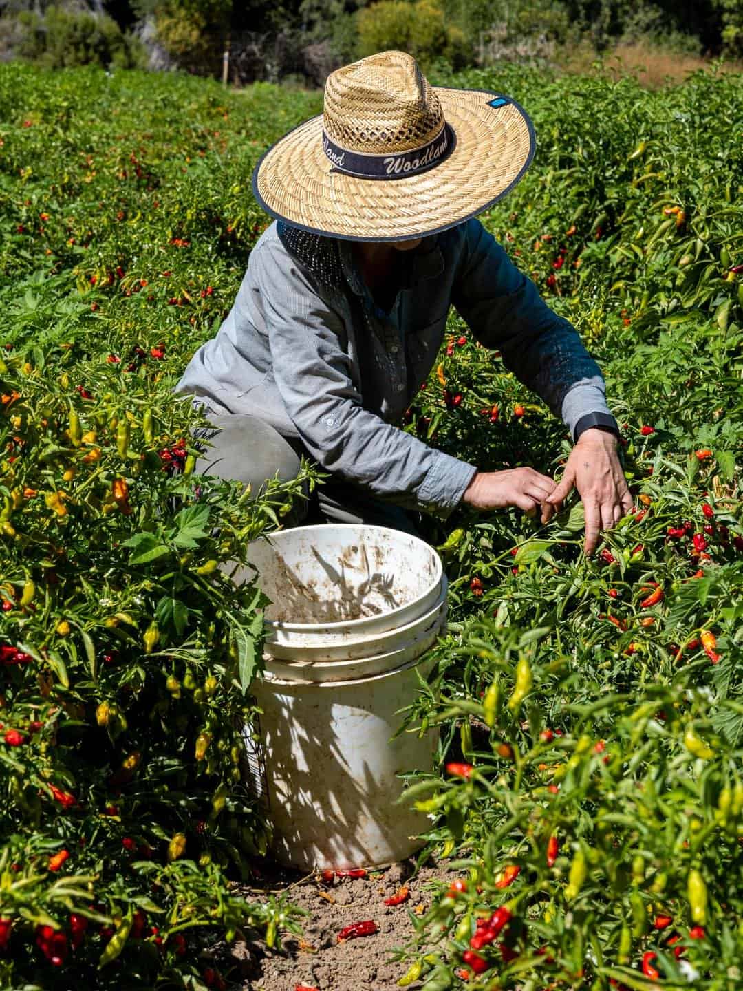 one of the farm team at Good Humus harvesting peppers