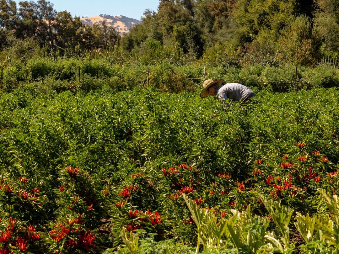 A view of some of the crops growing at Good Humus