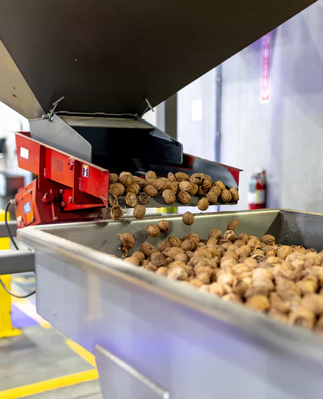 Behind the scenes look at how walnuts are processed at Mariani Nut Company