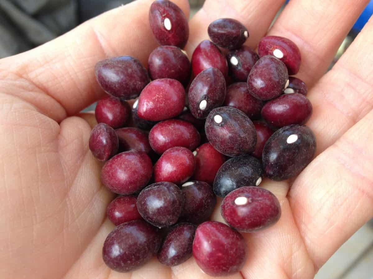 a handful of dried cranberry beans from Fifth Crow Farms