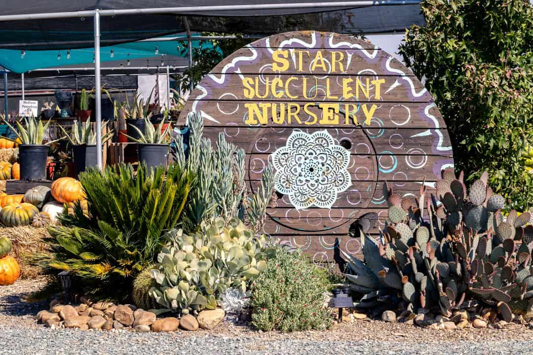 Learn How to Grow Succulents at Star Succulent Nursery!