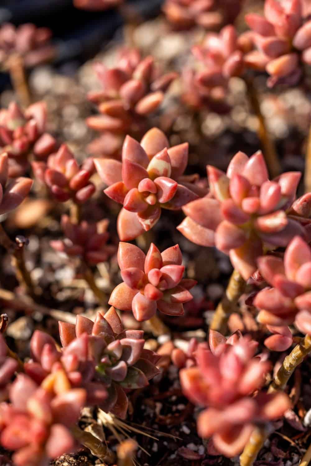 some of the gorgeous succulents at star succulent nursery