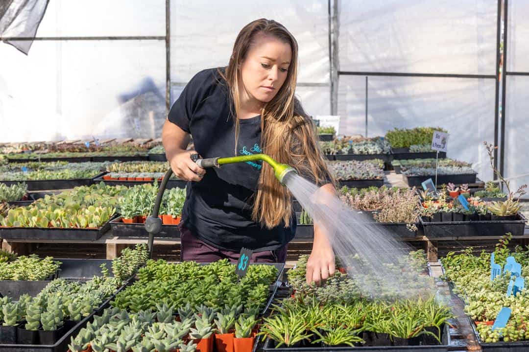 crystal Walters watering some of the succulents at Star Succulent nursery in Lodi