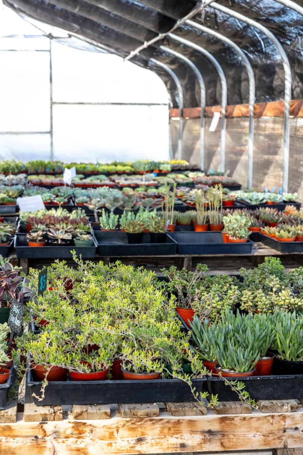 succulents under shade cloth at Star succulent nursery