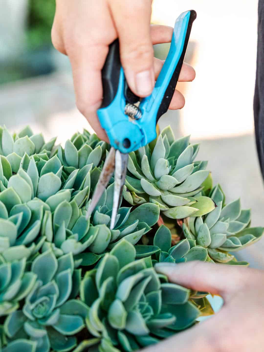 using clippers to propagate succulents