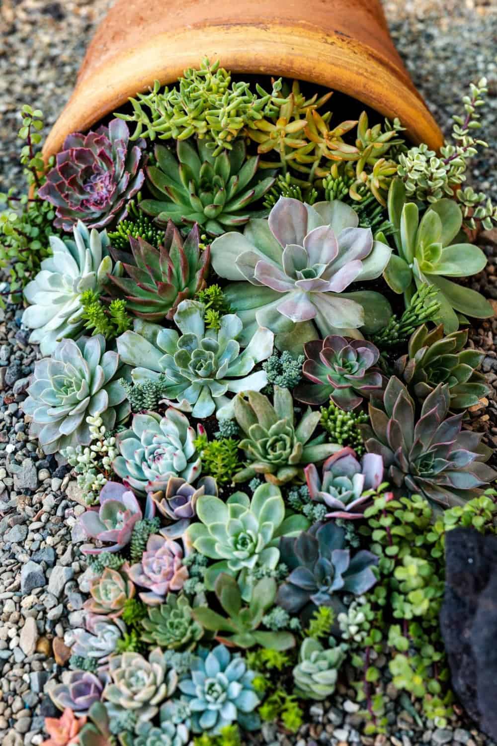 a beautiful assortment of succulents spilling out of a pot