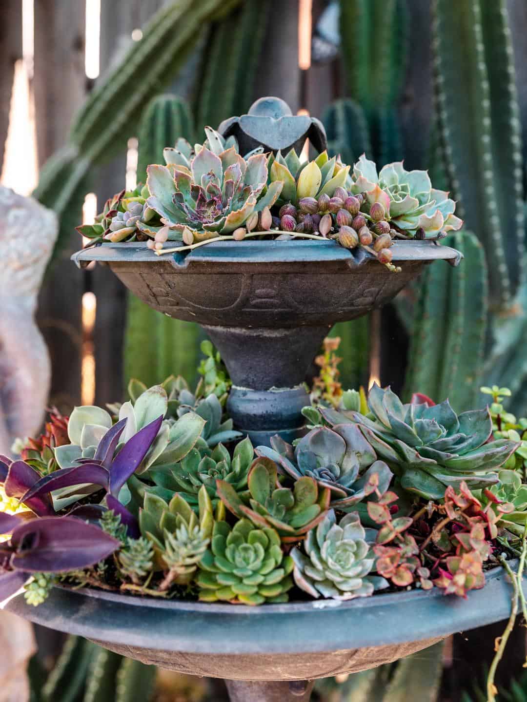 star succulent nursery in lodi, california