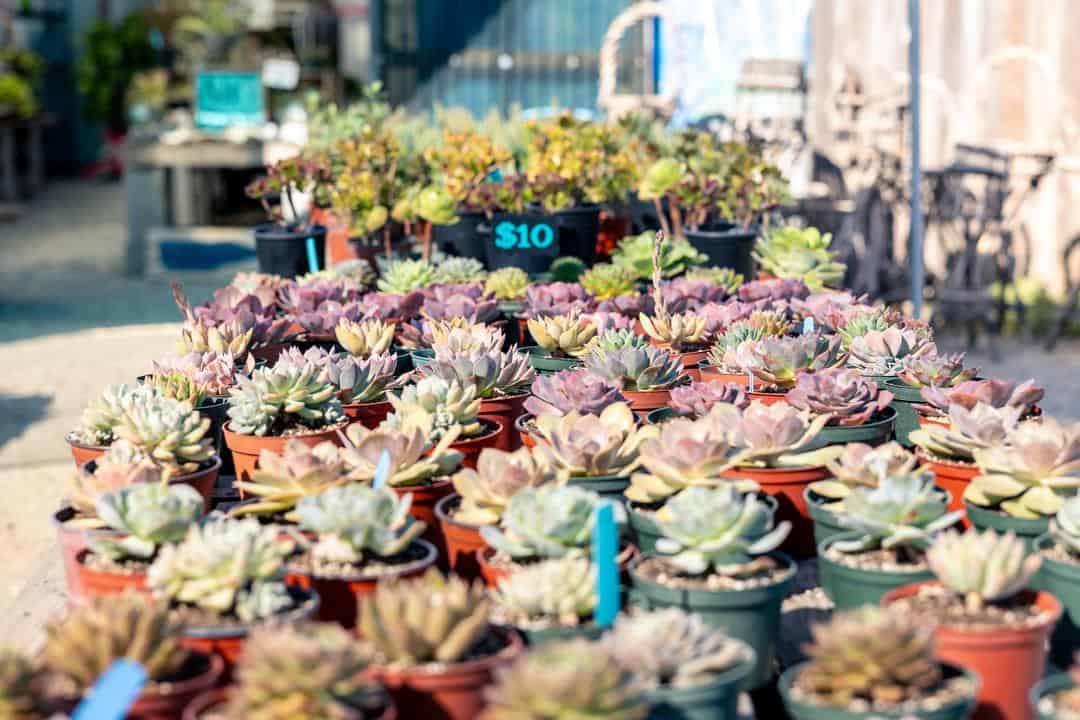 some of the plants for sale at star succulent nursery